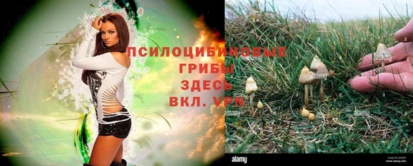 PSILOCYBIN Верея